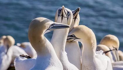 -勒沃库森防守失误，被对手反超一分差距，勒沃库森新帅