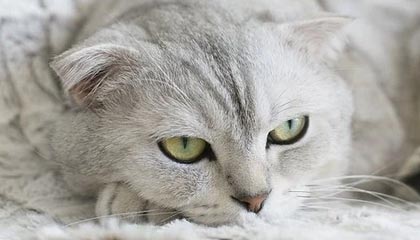 -勒沃库森防守失误，被对手反超一分差距，勒沃库森新帅