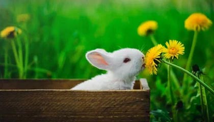 -勒沃库森防守失误，被对手反超一分差距，勒沃库森新帅